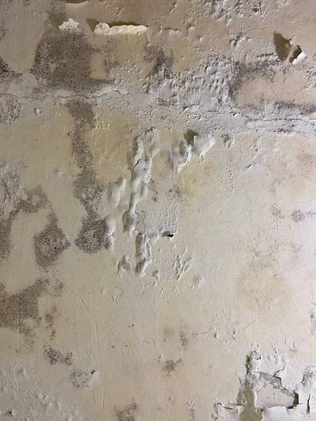 Best Crawl Space Mold Remediation in Elberta, AL