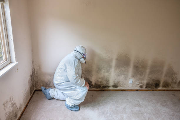 Best Industrial Mold Remediation in Elberta, AL