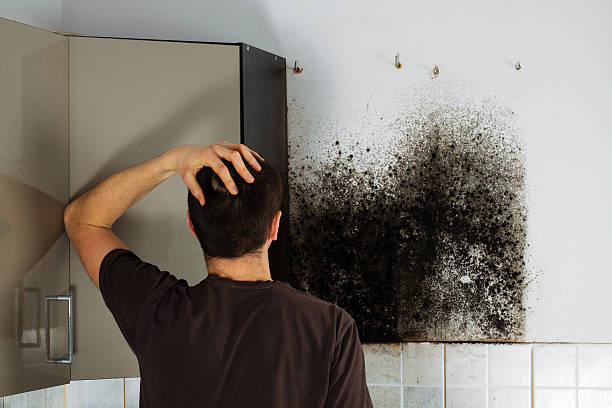 Best Post-Flood Mold Remediation in Elberta, AL